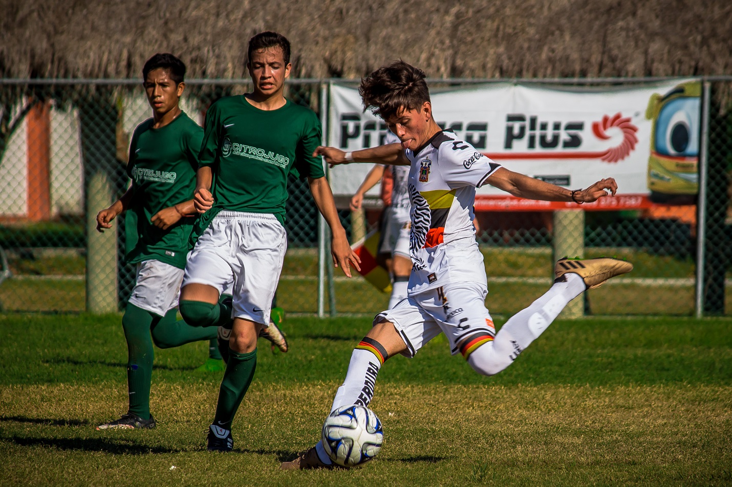 Los Leones Negros CUC arrancaron su participación en 5 categorías de la Copa Vallarta Soccer