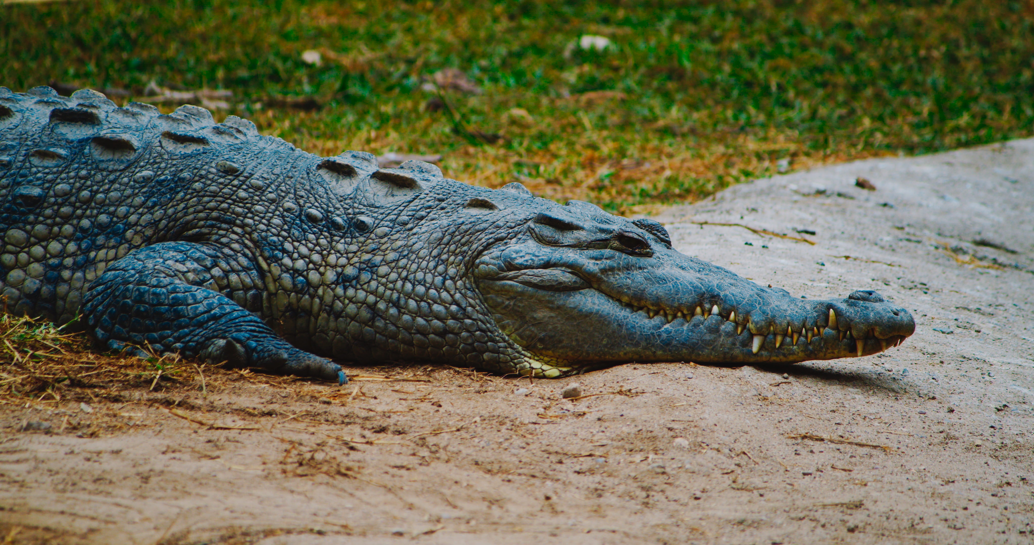 imagen del cocodrilo 