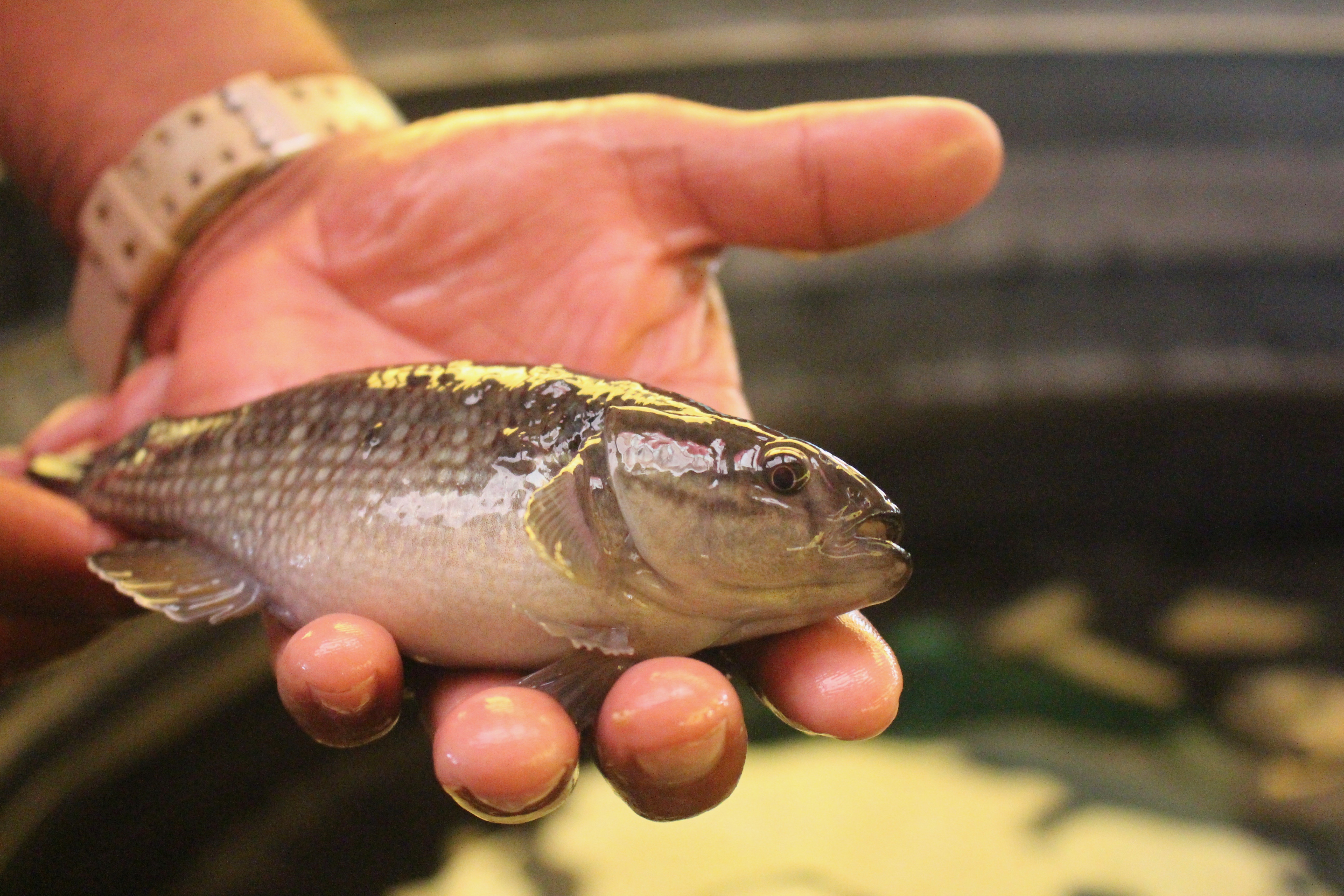 UdeG estudia cultivo del pez chame para combatir el hambre | Centro