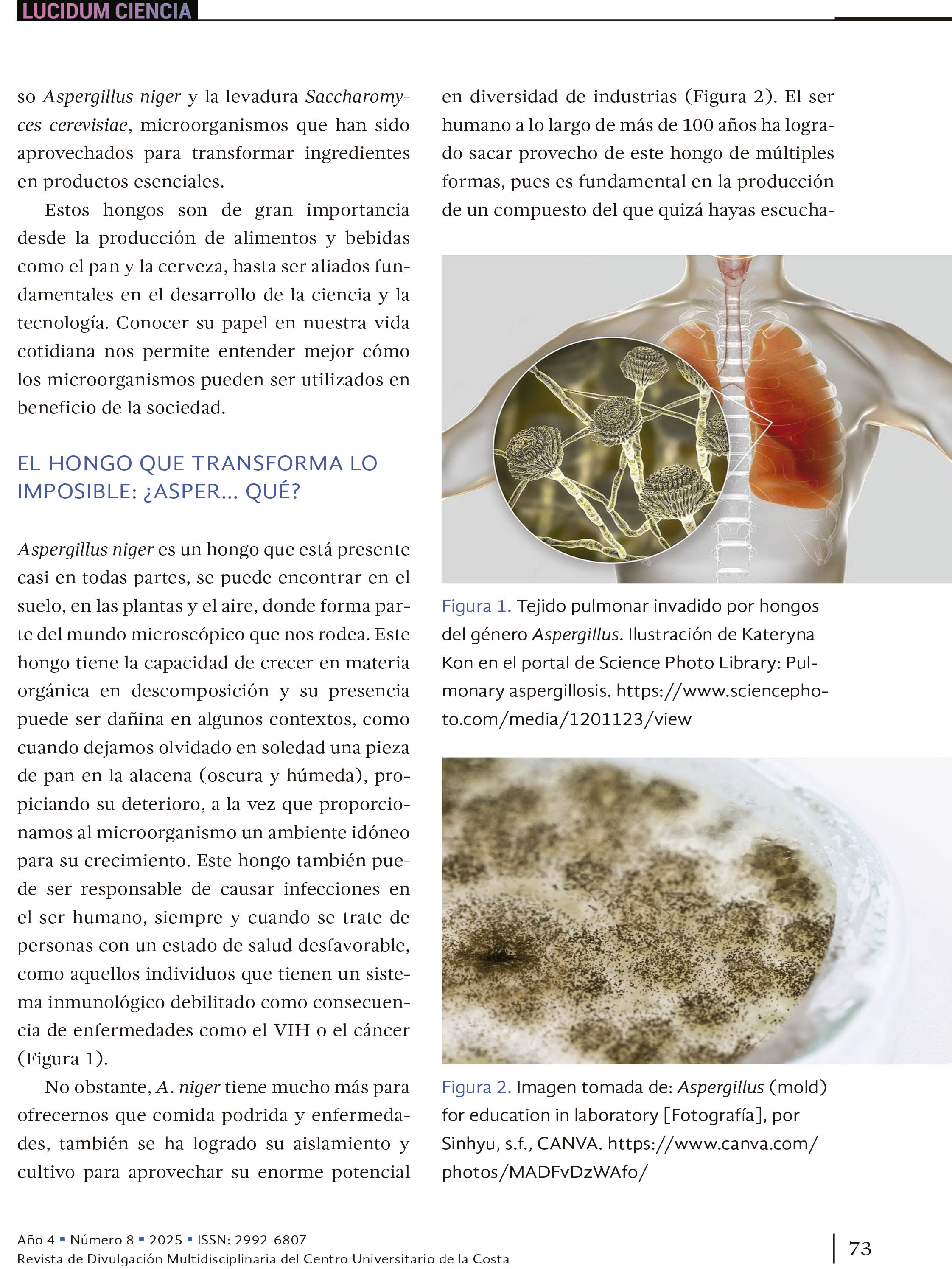 Entre micelios y mercados: los hongos Aspergillus niger y Saccharomyces cerevisiae