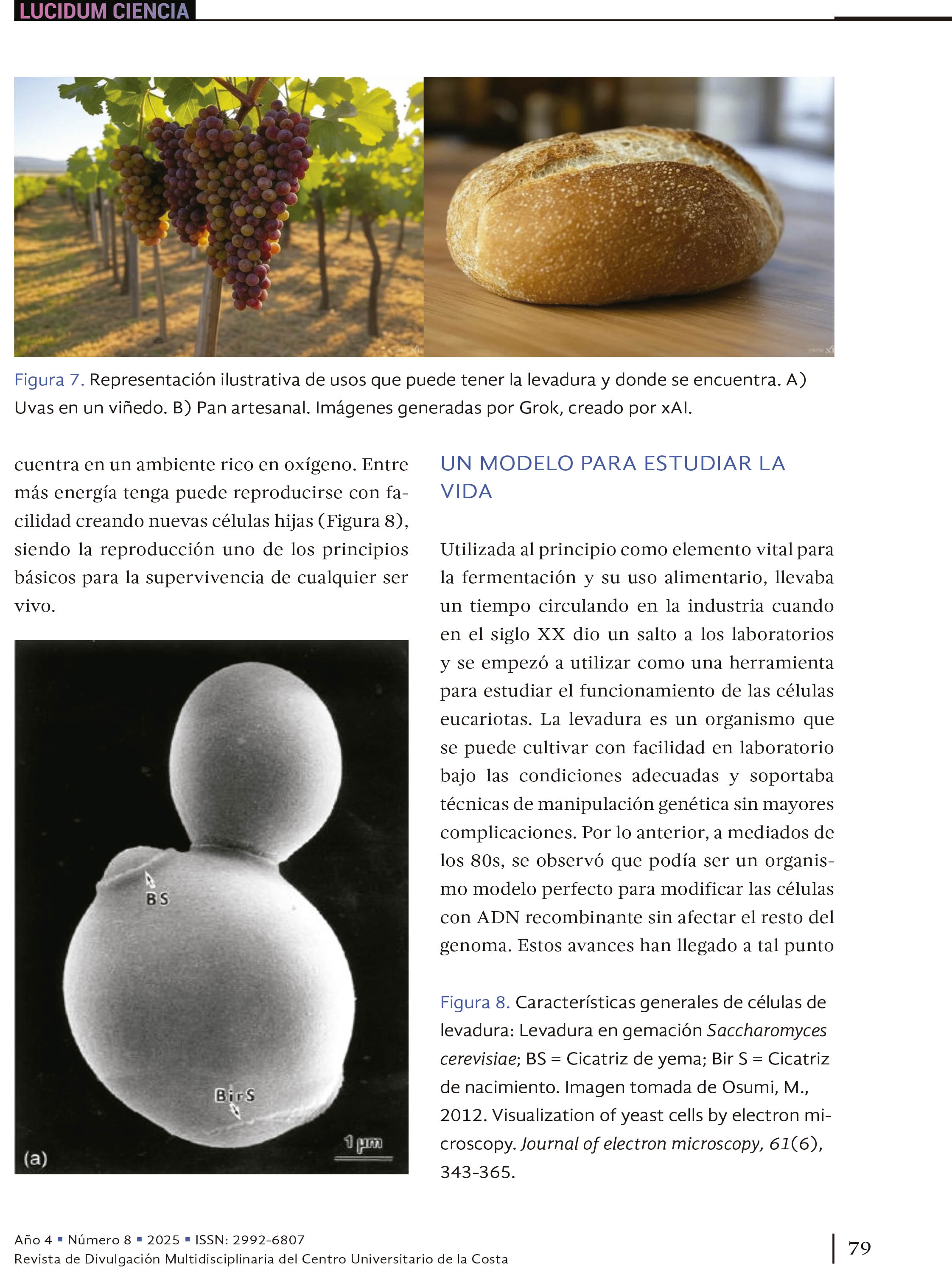 Entre micelios y mercados: los hongos Aspergillus niger y Saccharomyces cerevisiae