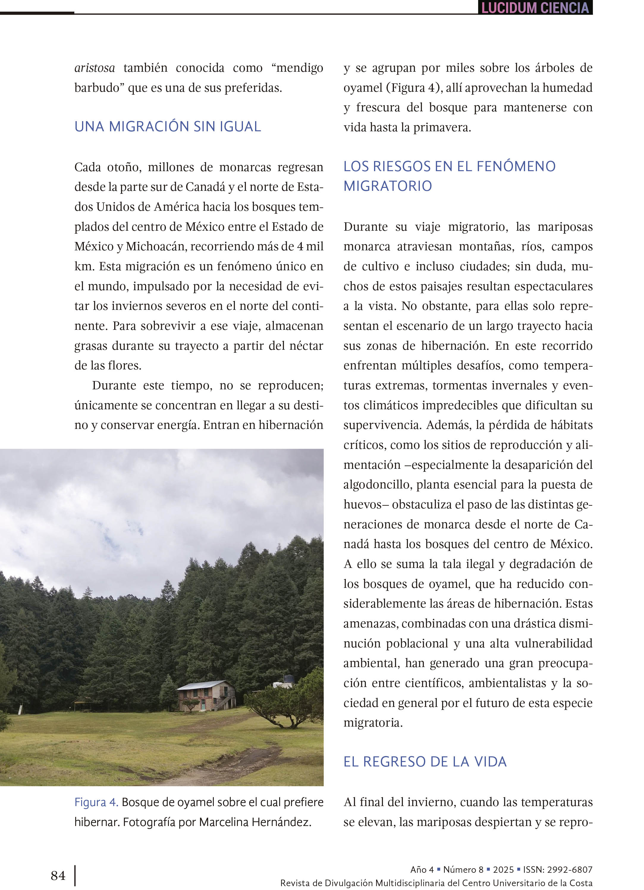 La mariposa monarca el espíritu alado de los Purépechas