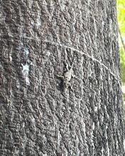 Registran con fotografías la diversidad biológica en río Pitillal