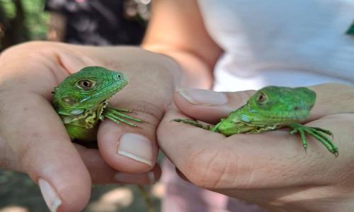 CUCosta participó en la liberación de 180 crías de iguana verde durante el 26 aniversario del Estero El Salado 