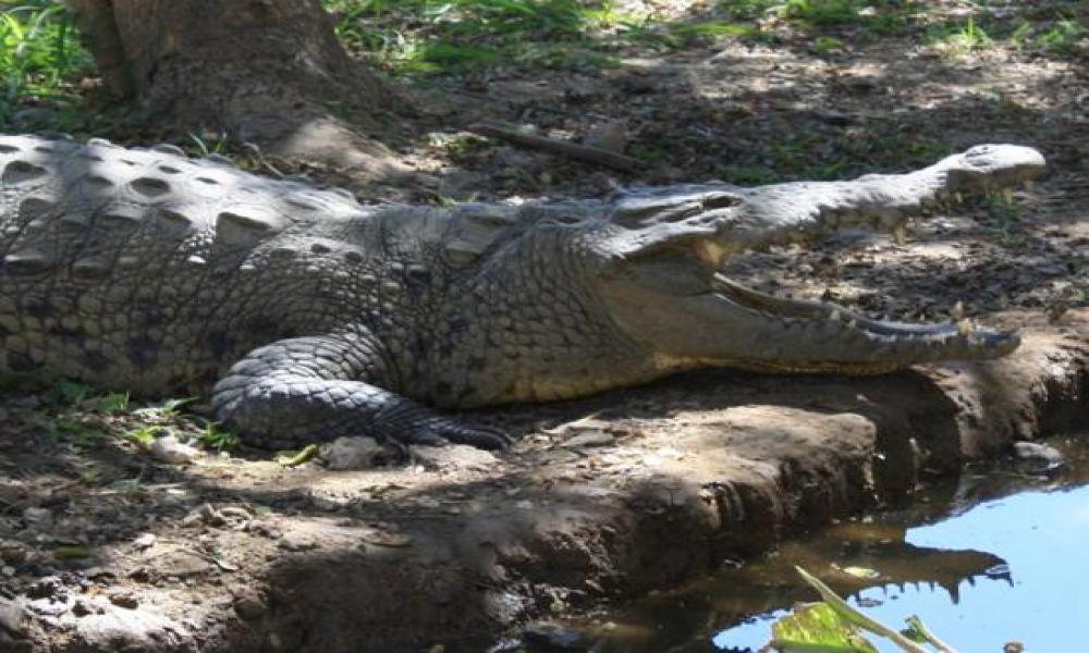 Los Reptiles “Mitos y Realidades” en Sábados de la Ciencia del CUCosta
