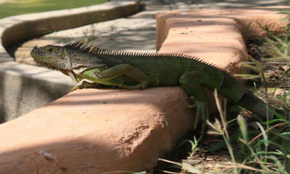 Más de 1600 Iguanas podrán Eclosionar en la UMA Reptilario Cipactli