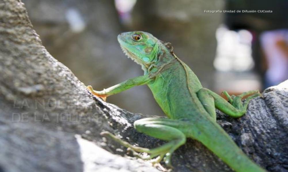 Concluye con Éxito Celebración y Homenaje a 50 años de la filmación de "La Noche de la Iguana"