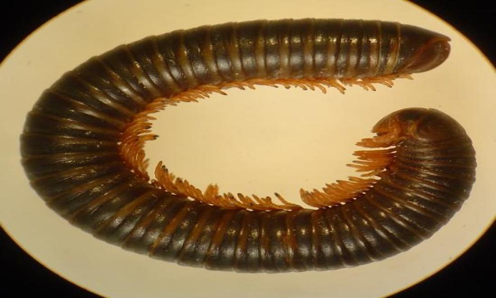 Firman CONABIO y CUC convenio de colaboración para realizar investigación sobre los miriápodos de México