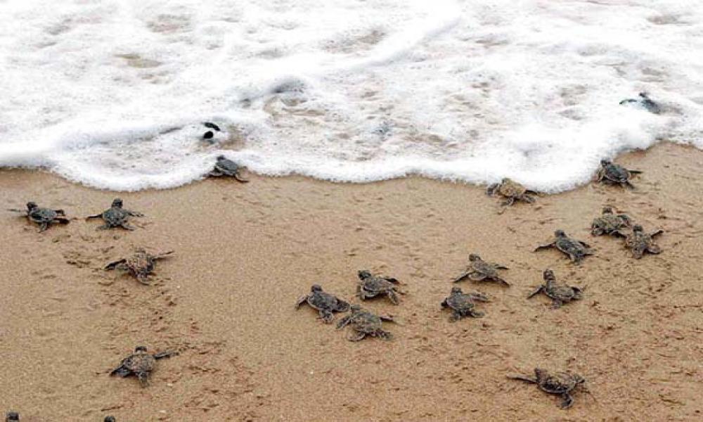 A punto de iniciar temporada de eclosiones de tortuga marina en Jalisco