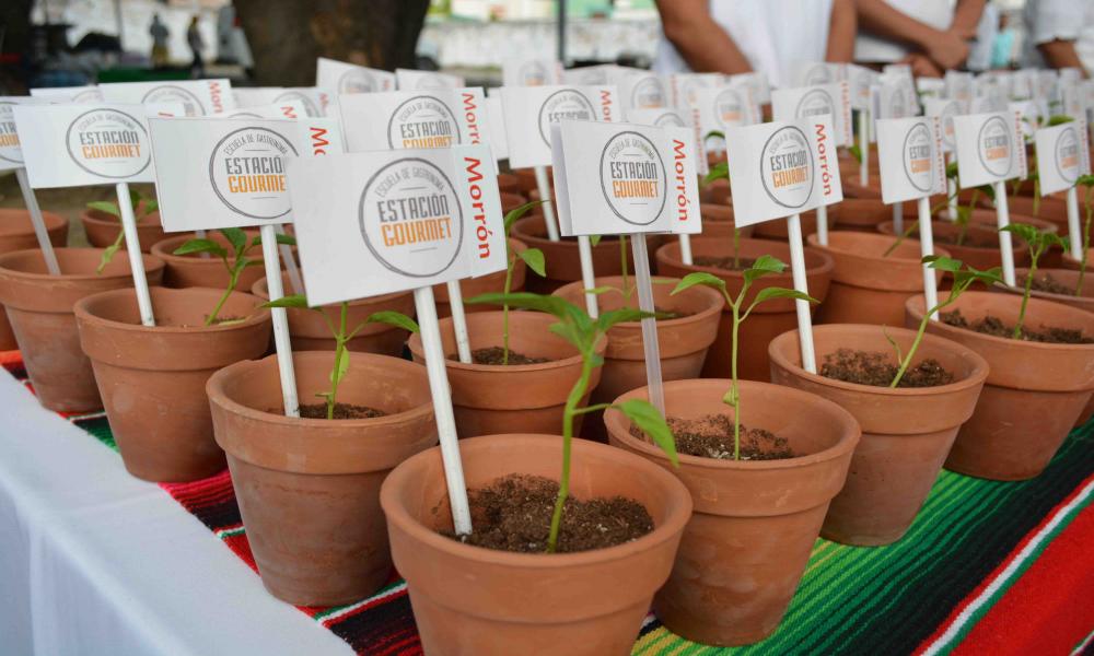 Reúne UdeG los mejores sabores de México en un solo Menú