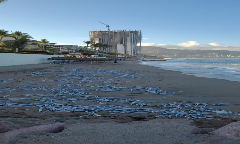 Asfixia por microalgas, posible causa de muerte de peces