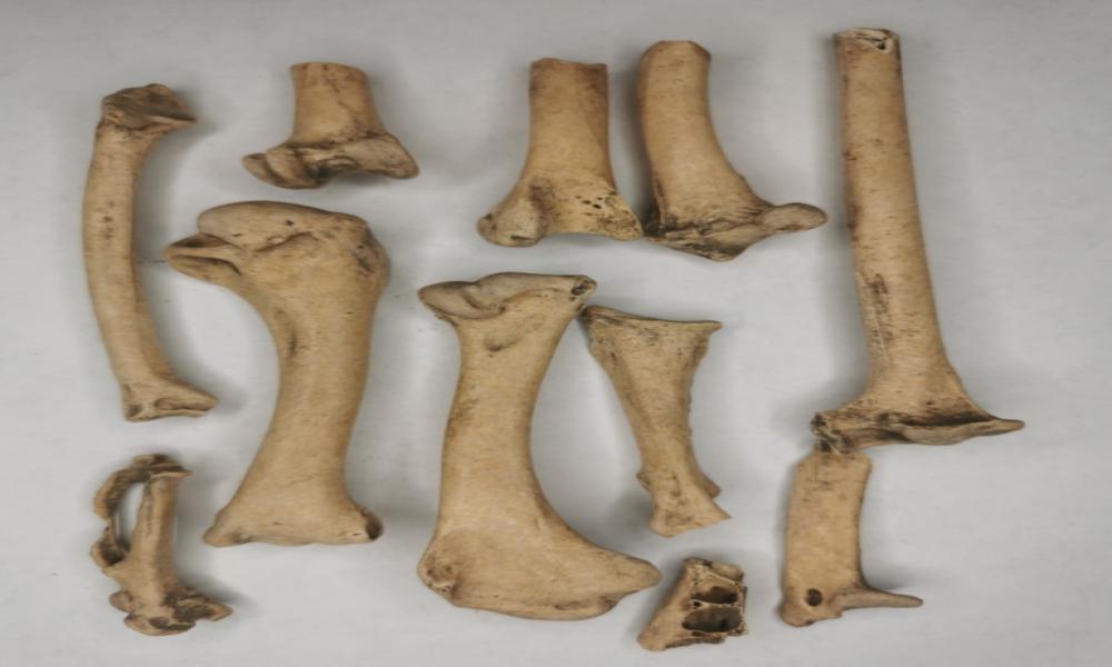 Hallan huesos de guajolote en sitio arqueológico de la costa de Jalisco