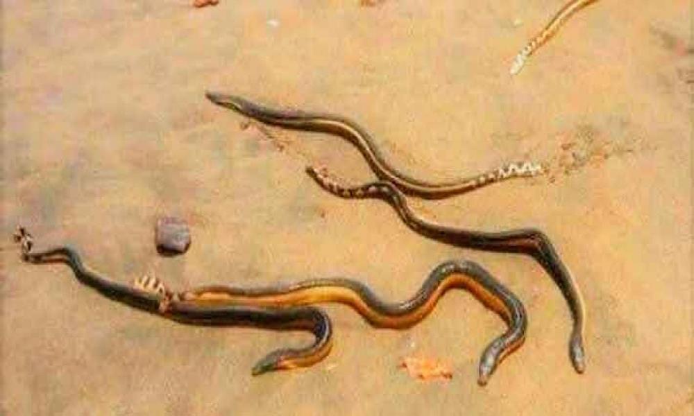 Salen morenas a la orilla del mar debido al agua fría y a reproducirse