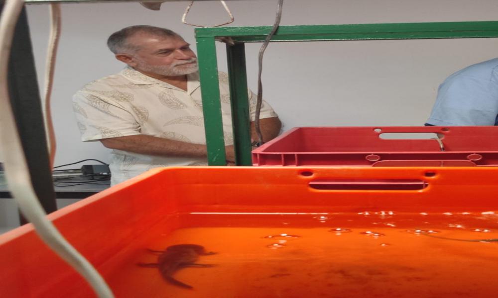 Contribuye CUCosta con sus investigaciones en la sobrevivencia del Ajolote