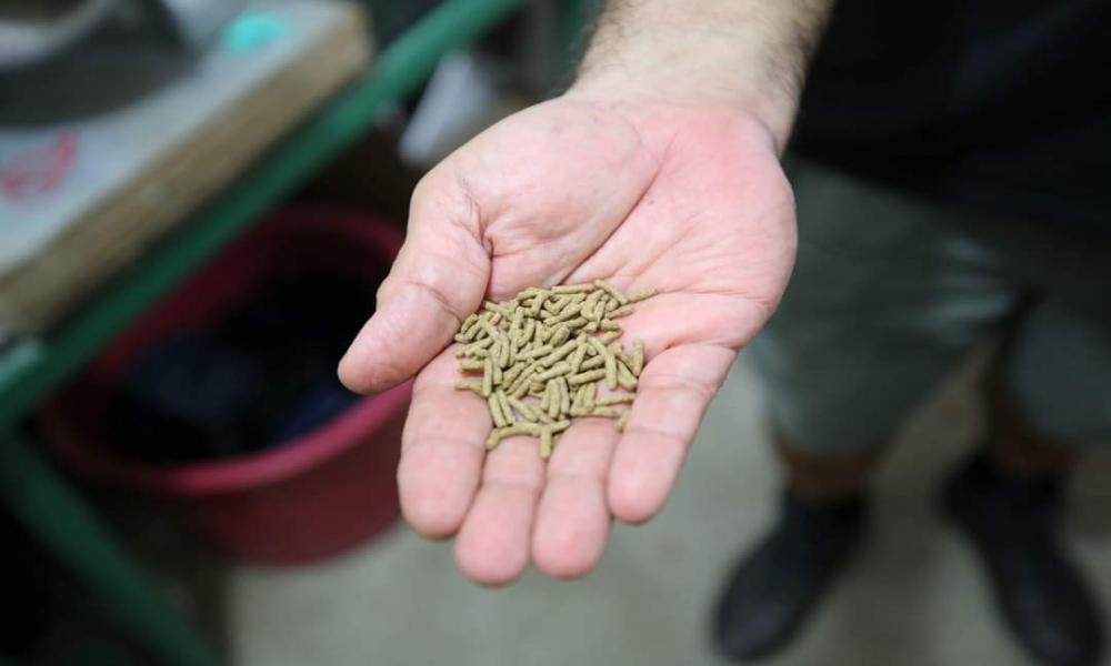 Contribuye CUCosta con sus investigaciones en la sobrevivencia del Ajolote