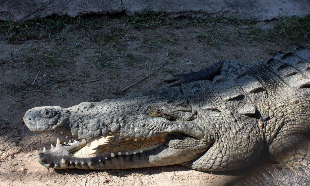 Aumentan crueldad y frecuencia en ejecuciones de cocodrilos en Vallarta y Bahía de Banderas