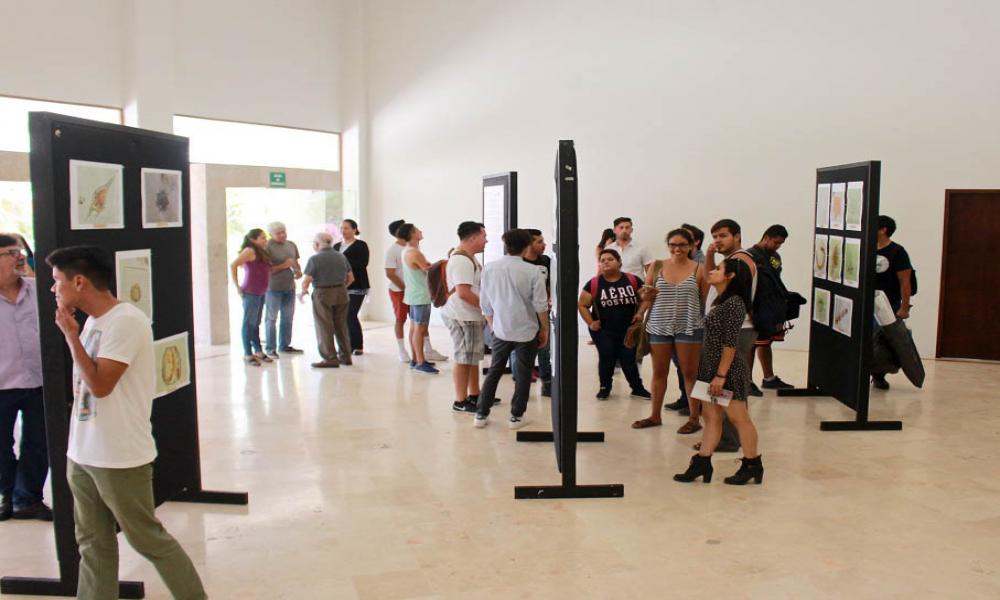 Presentan biólogos exposición fotográfica sobre micro algas marinas