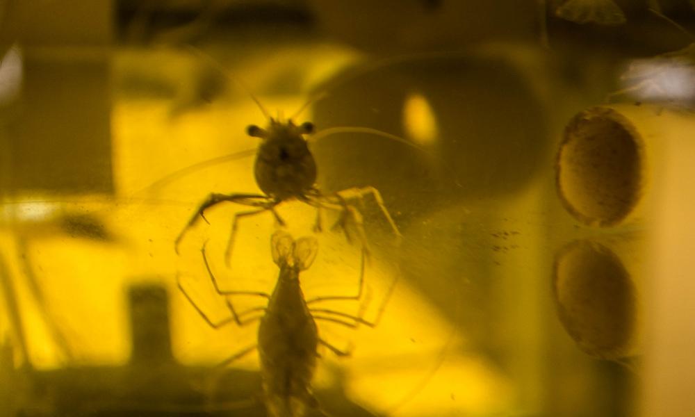 Peces de río podrían auxiliar en control del mosquito transmisor del dengue
