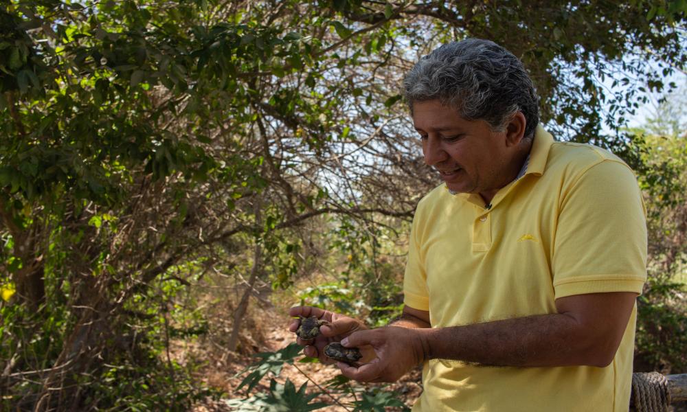 Descubren especie de tortuga única en el mundo