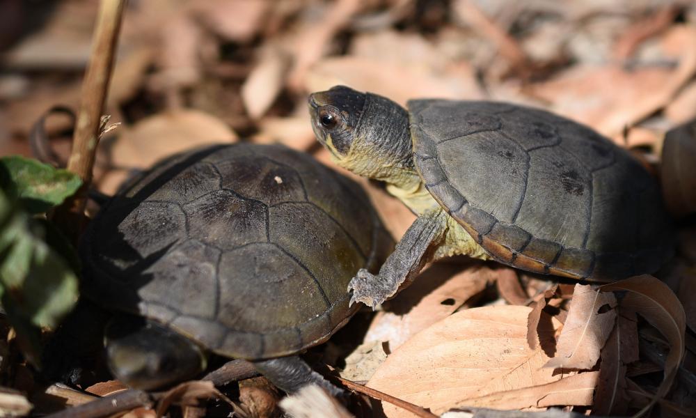 Descubren especie de tortuga única en el mundo