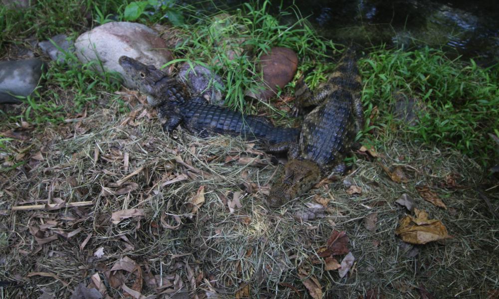 Nacen 30 cocodrilos en el Reptilario Cipactli del CUCosta