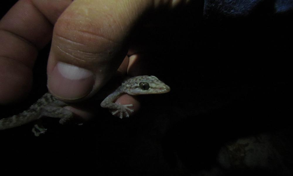 Registran investigadores del CUCosta nueva especie de reptil en Isla María Cleofas
