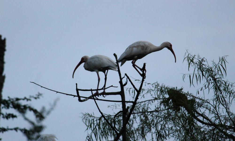 “Los Pesticidas, Riesgo Latente para Aves Acuáticas” Doctora Amparán Salido