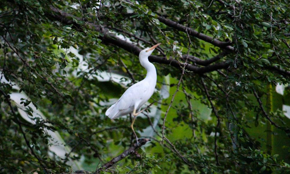 “Los Pesticidas, Riesgo Latente para Aves Acuáticas” Doctora Amparán Salido