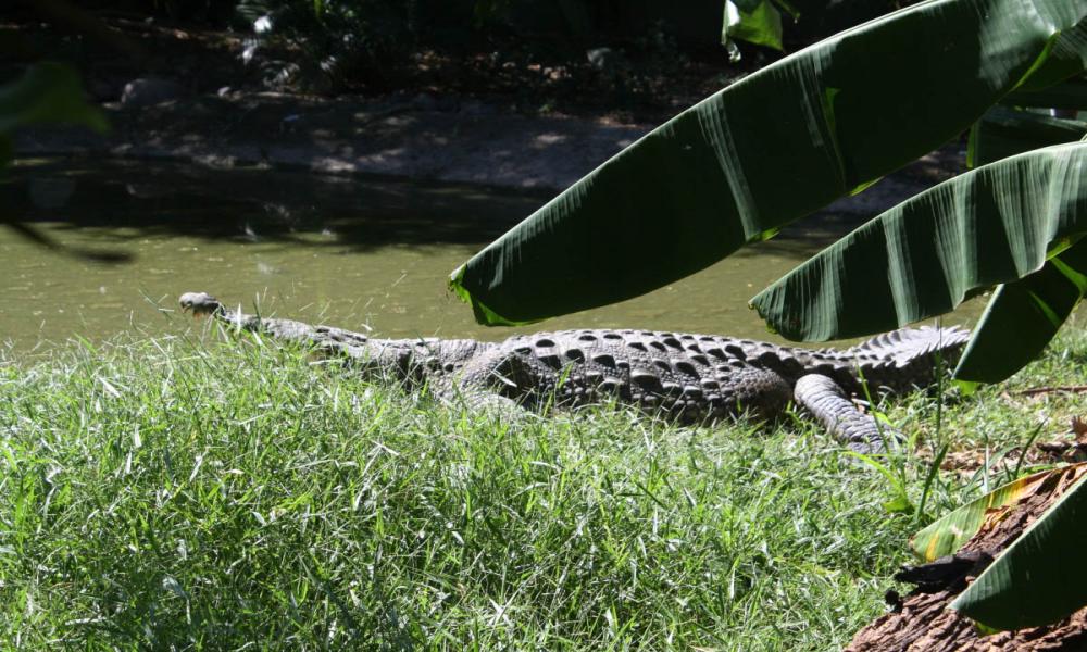 El “Mundo de los Cocodrilos” Sábados de la Ciencia en CUCosta