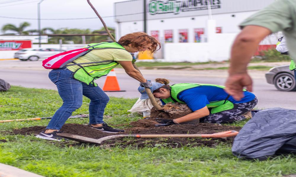 Participación de profesores y estudiantes del Centro Universitario de la Costa en la Mega arborización 2024 Puerto Vallarta