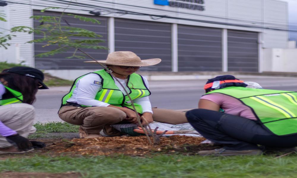 Participación de profesores y estudiantes del Centro Universitario de la Costa en la Mega arborización 2024 Puerto Vallarta