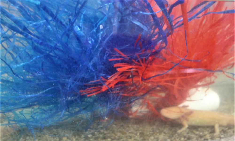 Crean laboratorio para producir ajolote mexicano en el CUCosta