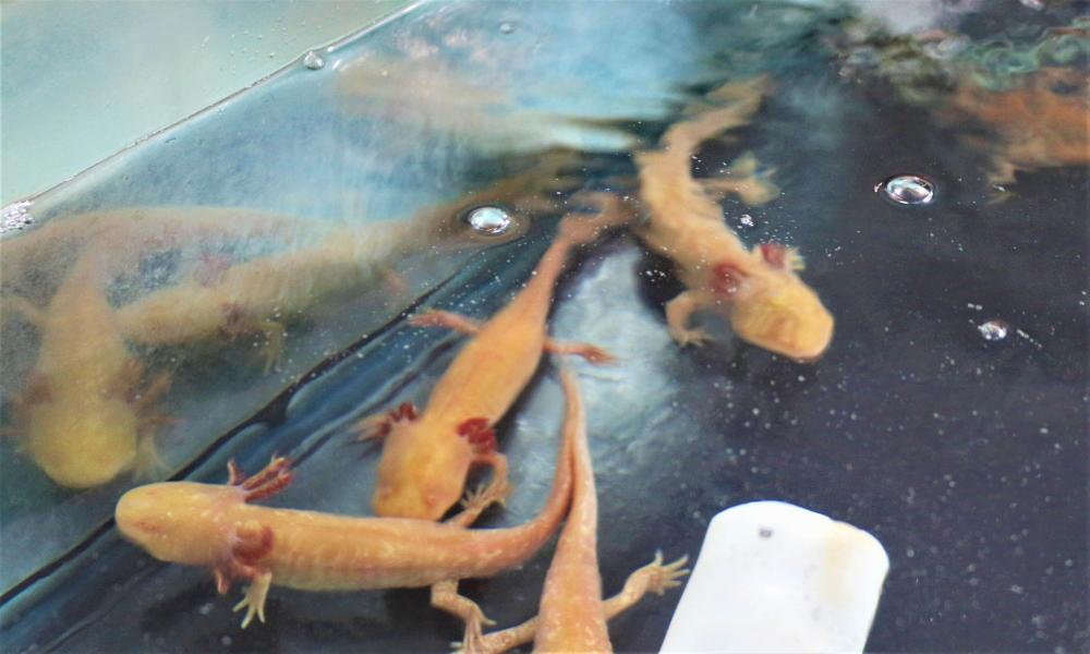 Crean laboratorio para producir ajolote mexicano en el CUCosta