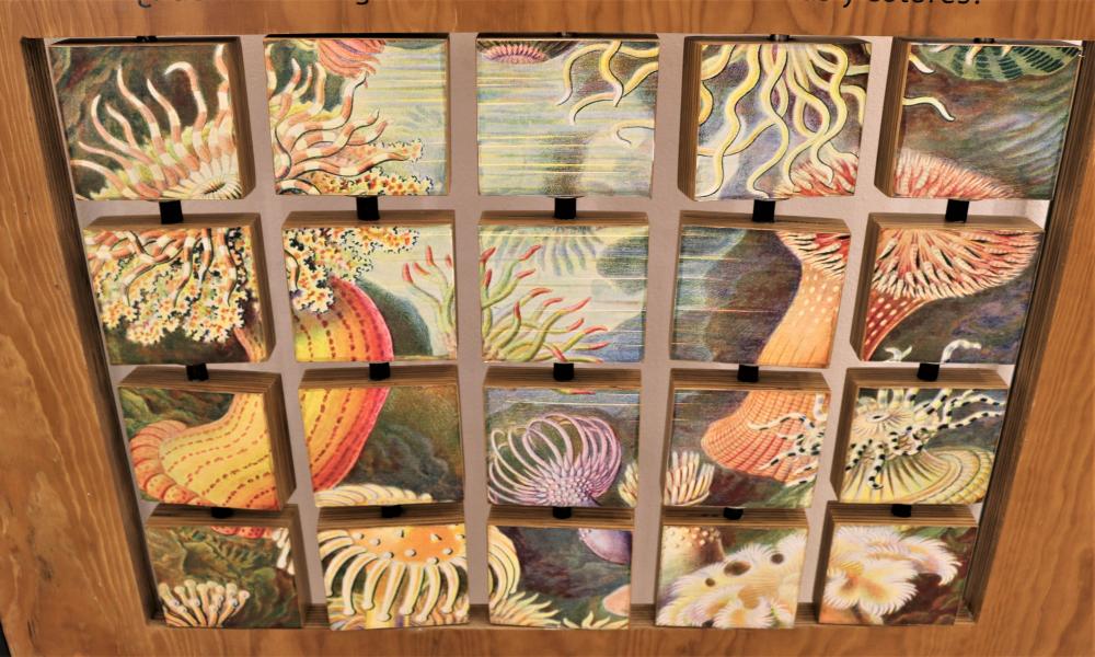 Inauguran Exposición ¡Vive el Arrecife! en CUCosta