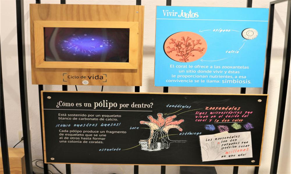Abren exposición “Vive El Arrecife” en la Biblioteca Los Mangos Centro Cultural