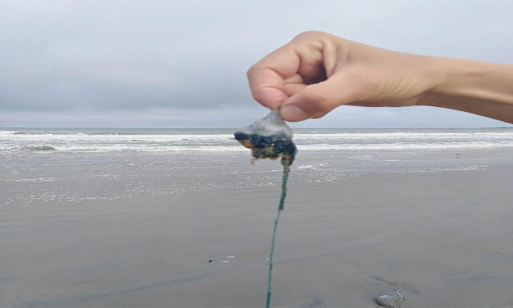 En el invierno, “La Fragata Portuguesa” se acumula en el mar y playa