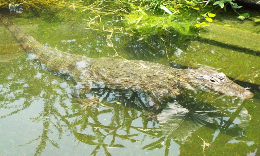 Celebra Reptilario Cipactli del CUCosta 25 Años de proteger reptiles en la región