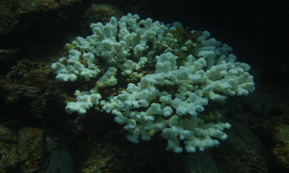 El impacto del huracán “Roslyn” causó daños en un 95 % del coral Islas Marietas