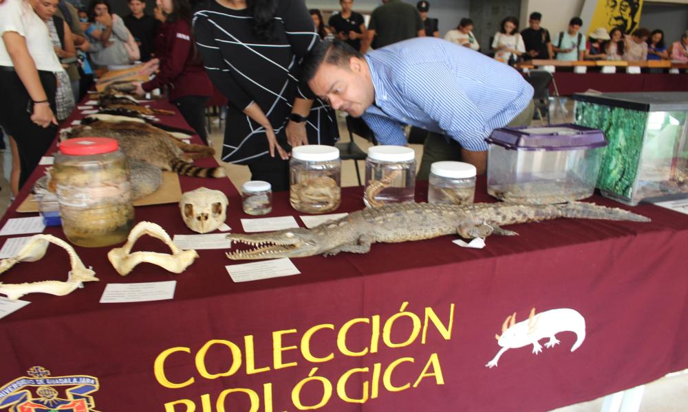 Celebran en CUCosta 15 años de mostrar la Colección Biológica Itinerante