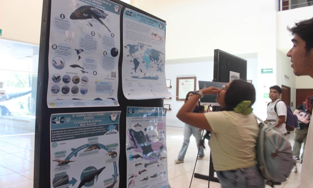 Educación Ambiental, clave para la conservación de la ballena jorobada