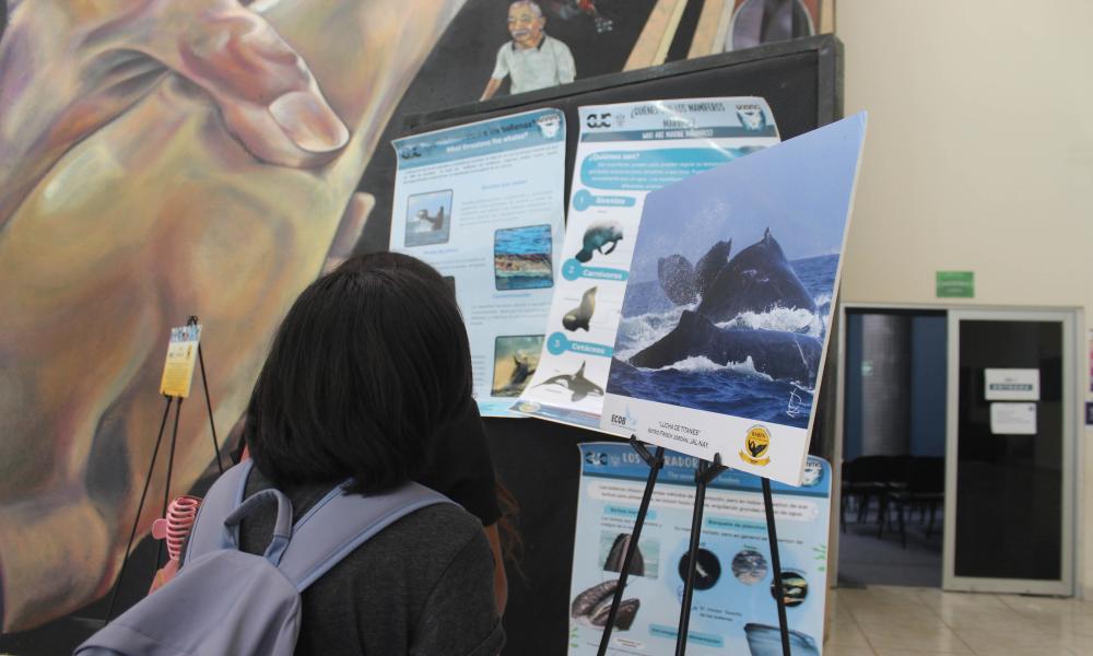 Educación Ambiental, clave para la conservación de la ballena jorobada