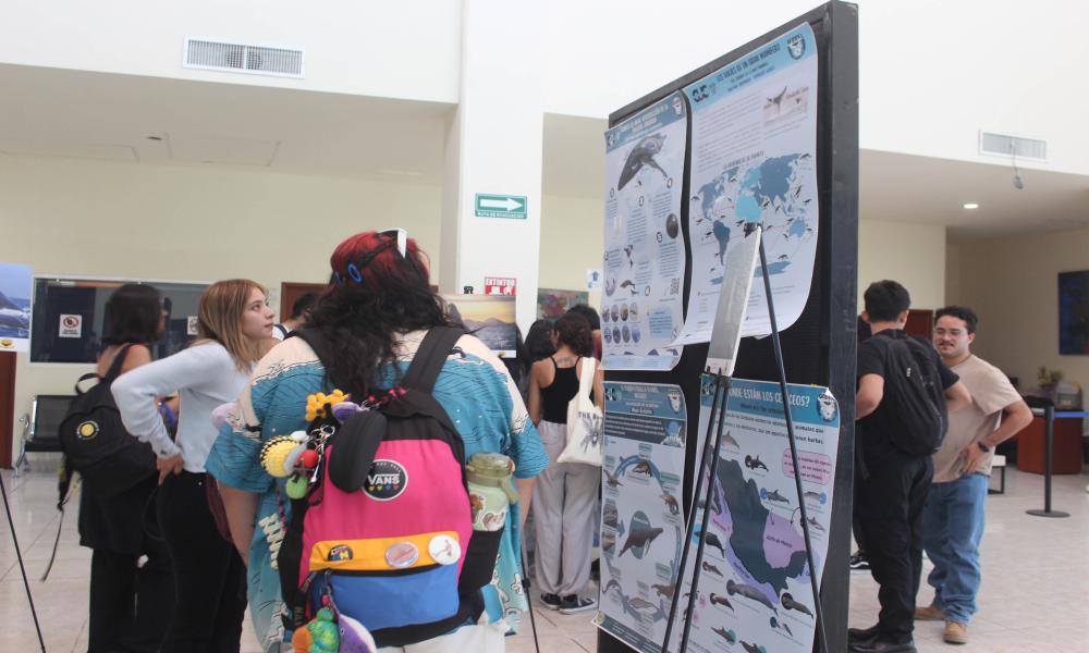 Educación Ambiental, clave para la conservación de la ballena jorobada