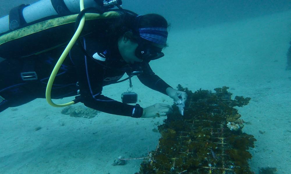 El impacto del huracán “Roslyn” causó daños en un 95 % del coral Islas Marietas