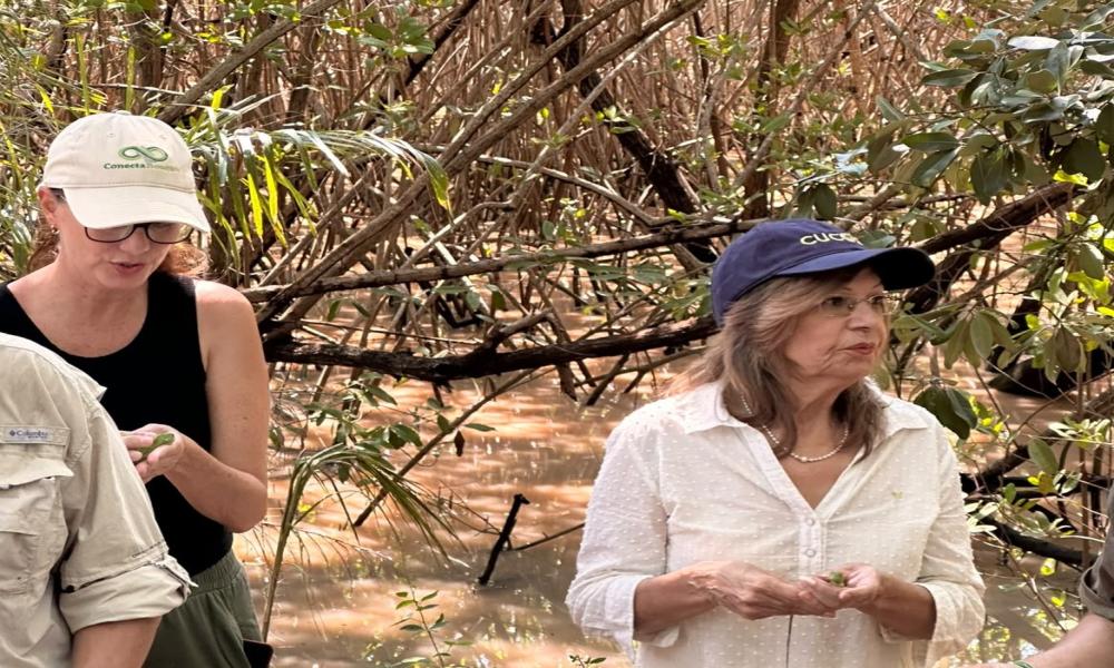 CUCosta participó en la liberación de 180 crías de iguana verde durante el 26 aniversario del Estero El Salado 