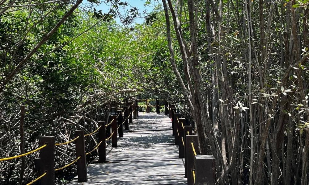 CUCosta participó en la liberación de 180 crías de iguana verde durante el 26 aniversario del Estero El Salado 