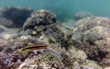 Pierden Islas Marietas .7 por ciento de sus corales por estrés térmico