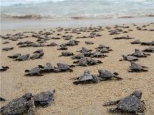 A punto de iniciar temporada de eclosiones de tortuga marina en Jalisco