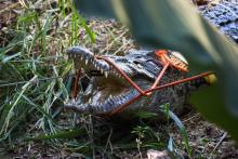 Manejo y Conservación de Cocodrilos