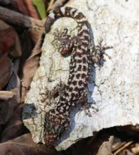 Registran investigadores del CUCosta nueva especie de reptil en Isla María Cleofas