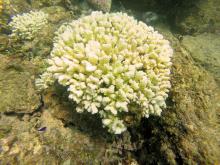 Cambio climático incide en cierre de Islas Marietas investigador